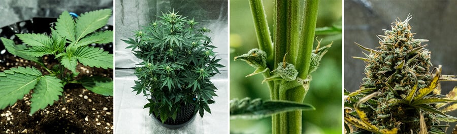 Collage of Fat Banana Auto cannabis strain by Royal Queen Seeds. This autoflower offers high THC, sweet banana and earthy flavors, growing up to 70 cm and yielding 450 g/m² in 7–8 weeks.