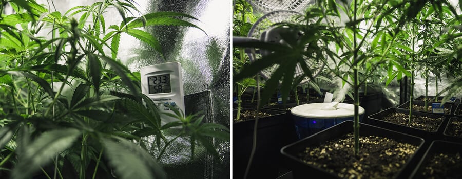 Two indoor plants at different growth stages: a mature plant with a temperature monitor on the left and a younger plant in a humid environment with a humidifier on the right.