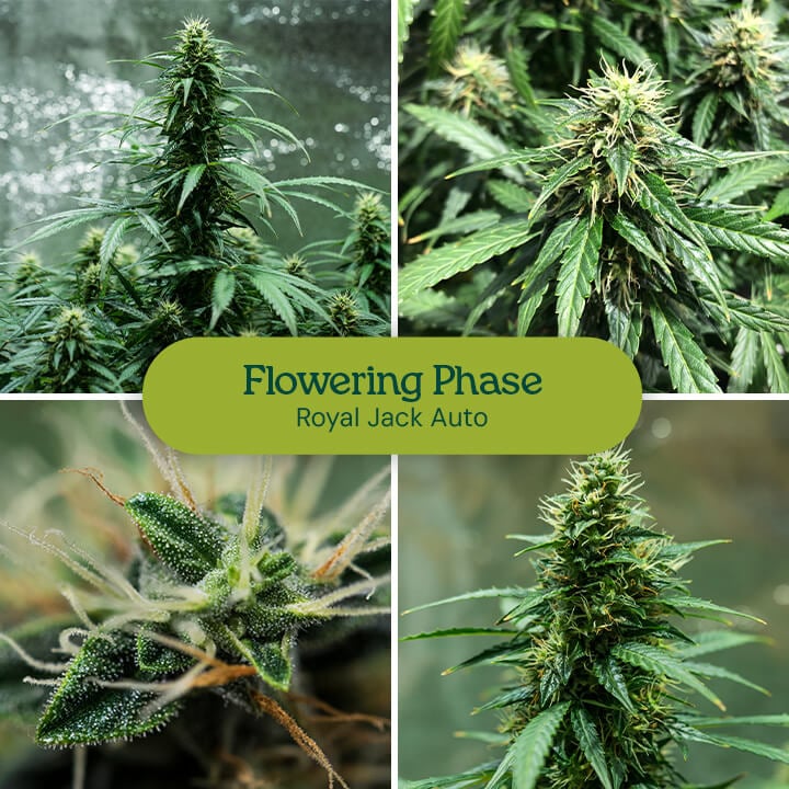 Cannabis plant flowering: Mature plants with large, dense buds and vibrant leaves are ready for harvest.