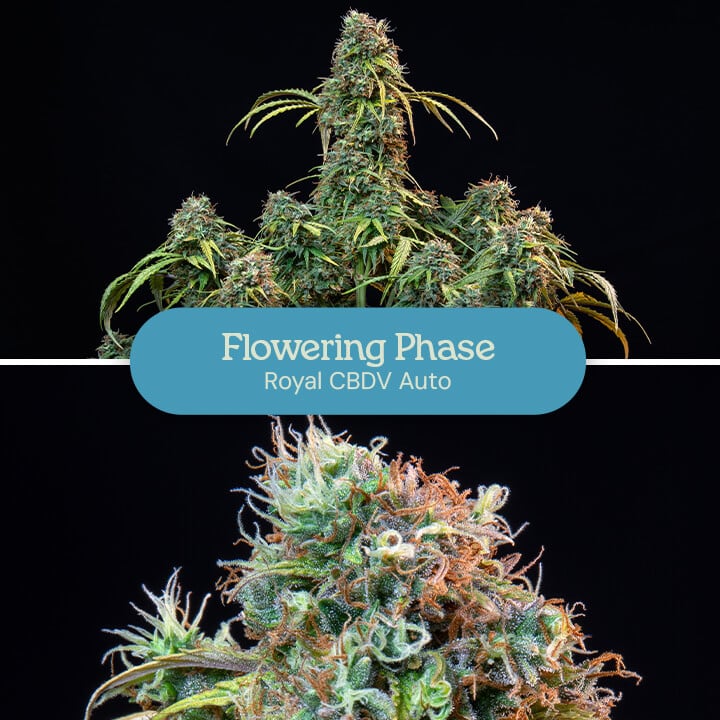 A photo showing the flowering stage of a Royal CBDV Auto cannabis plant. The left side shows the plant with developing buds, while the right side shows a close-up of a mature bud.