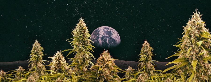 Growing cannabis space