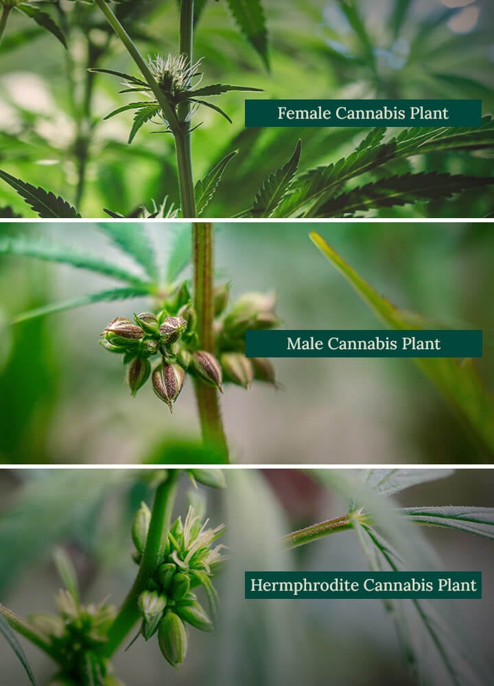 Hermafrodite cannabis