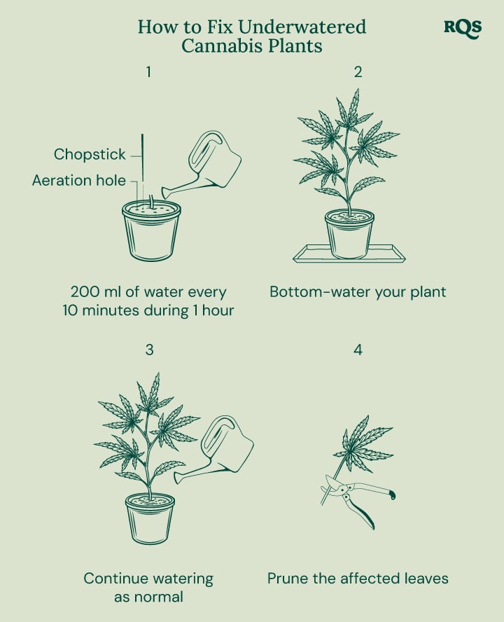 How to fix underwatered cannabis