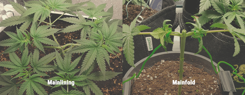 How To Mainline Cannabis Plants: Step-By-Step Guide - RQS Blog