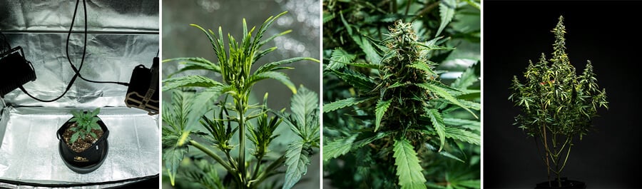 Collage of images of Mimosa Auto cannabis strain, a fast-growing autoflower by Royal Queen Seeds. With a cycle of 9–10 weeks, this strain reaches 100–150 cm, producing up to 400 g/m² and 21% THC with citrus and diesel aromas. Ideal for indoor growing.