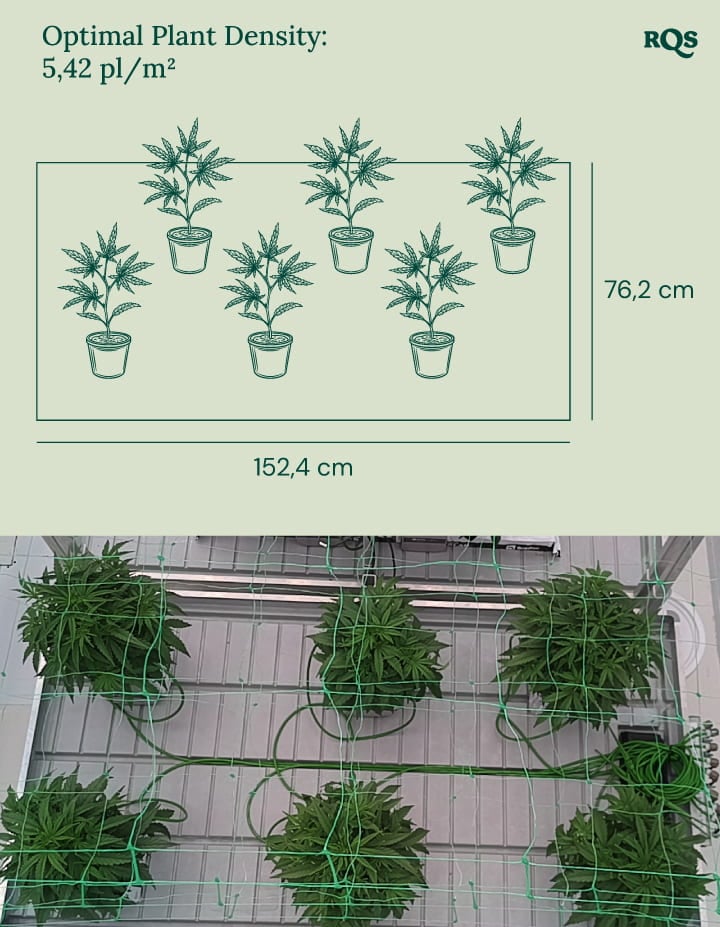 Optimal plant density in cannabis cultivation