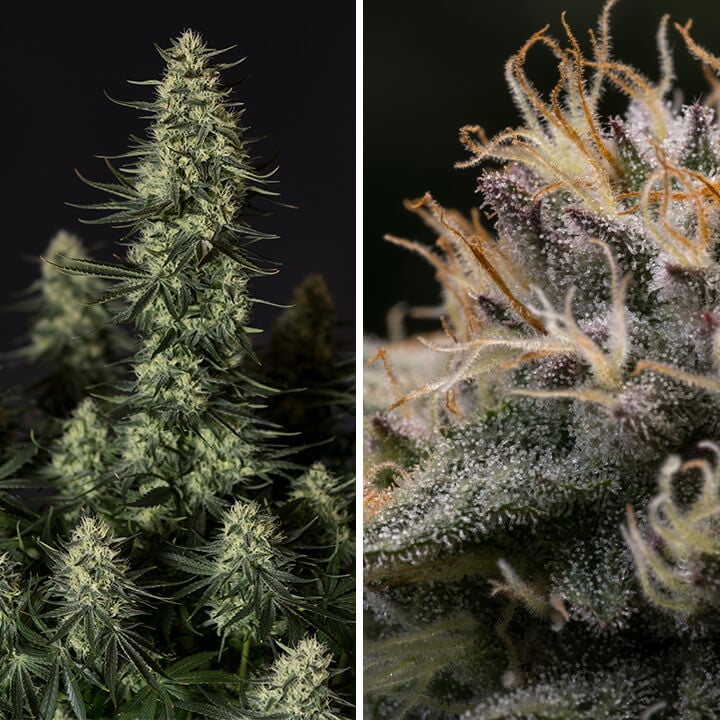 Punch Pie cannabis strain by Royal Queen Seeds and Tyson 2.0, ideal for heavy indoor yields with fruity and sweet flavors.