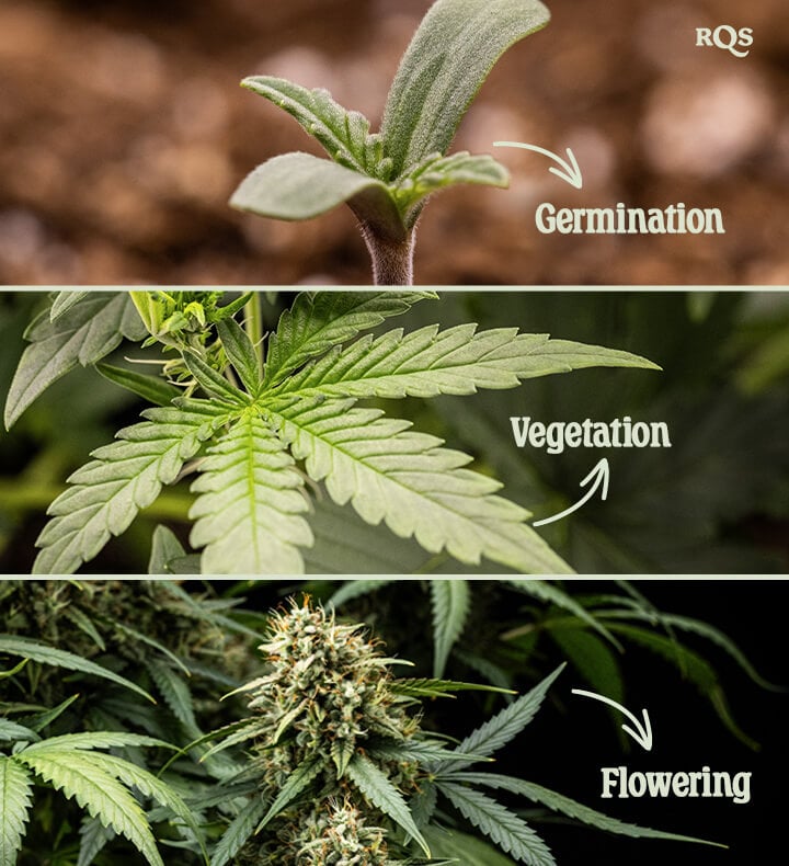 Three stages of cannabis growth: Germination with a seedling, Vegetation with fan leaves, and Flowering with dense buds covered in trichomes.