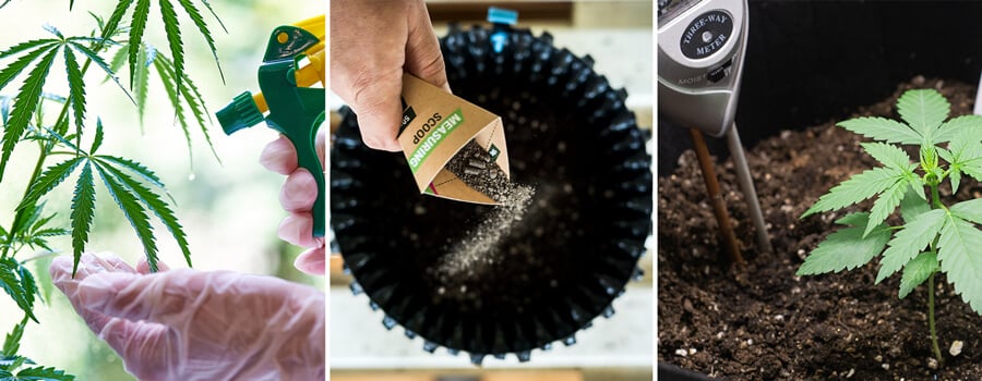 A collage of images showing the stages of plant growth, including a person spraying water on a plant with large green leaves, a person pouring fertilizer into a pot, and a small plant growing in a pot of soil.