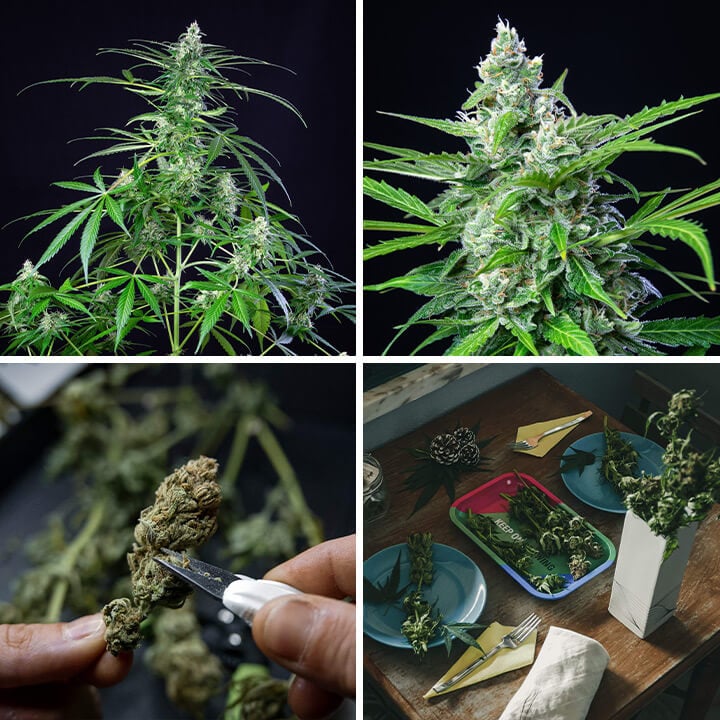 A Royal AK cannabis plant at various growth stages: seedling, young plant, flowering plant with buds, and mature plant.