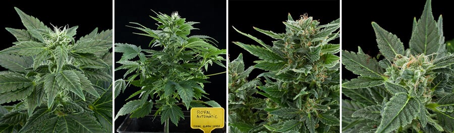 Royal AK Automatic Cannabis Plant Growth: A photo showcasing the development of a Royal AK Automatic cannabis plant, from early vegetative stage to mature flowering buds.