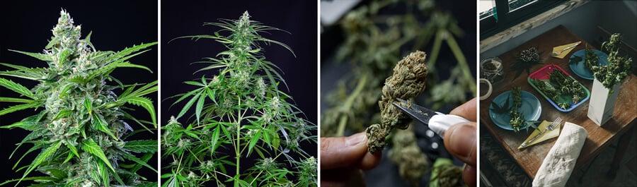 A Royal AK cannabis plant at various growth stages: seedling, young plant, flowering plant with buds, and mature plant.