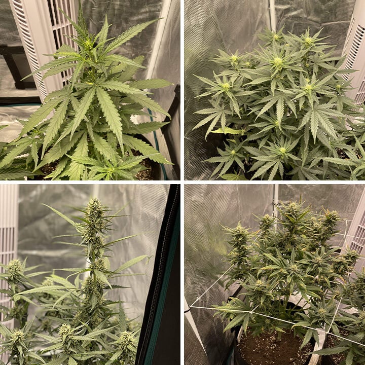 Collage of Royal Cheese Auto cannabis plant growth in an indoor grow room, from green leaves to mature buds, ready for harvest