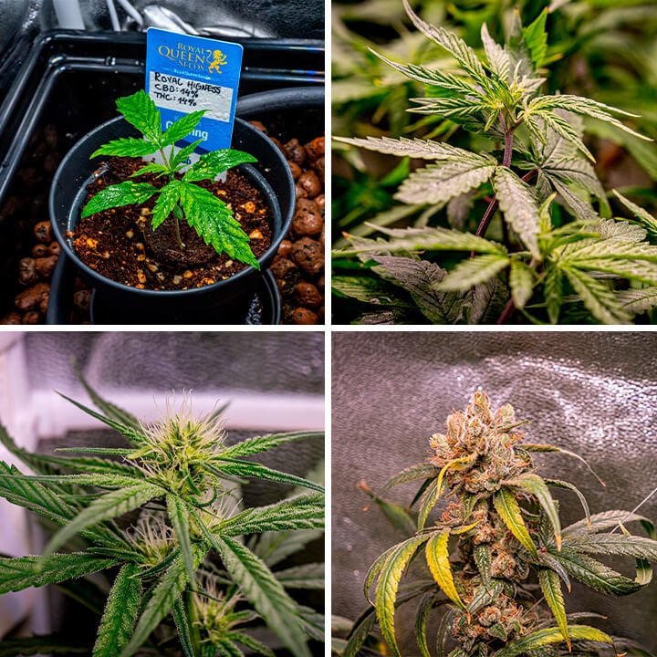 The images depict the Royal Highness cannabis strain progression from early vegetative stages to mature flowering, with vibrant green leaves and thick buds covered in trichomes. 