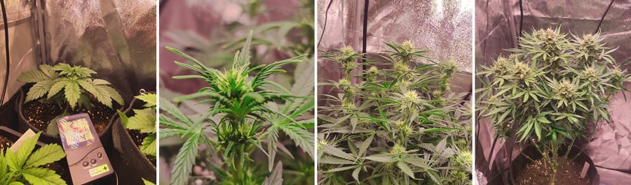 Growth stages of the Royal Kush Auto cannabis strain. The images depict the plant progressing from its early seedling phase to its flowering stage in an indoor grow setup. 