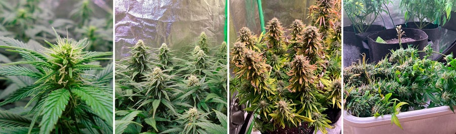 Royal Moby cannabis strain, a high-yielding variety for indoor cultivation, resulting from Haze and White Widow. Produces robust yields indoors.