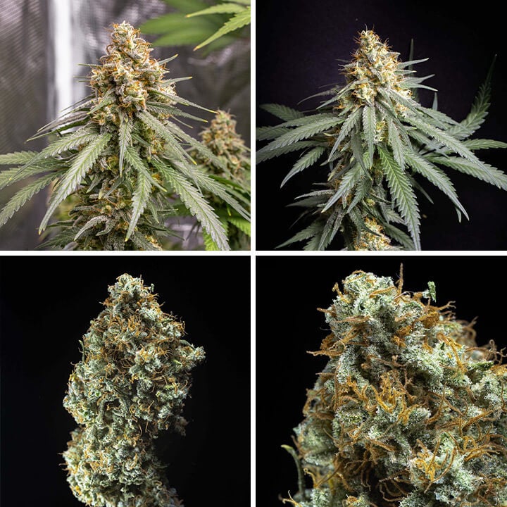 Shining Silver Haze cannabis strain plant and buds, among the highest yielding strains indoors. Bred from Haze, Skunk, and Northern Light for balanced potency and yield.