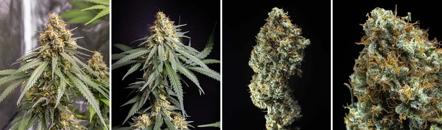 Shining Silver Haze cannabis strain plant and buds, among the highest yielding strains indoors. Bred from Haze, Skunk, and Northern Light for balanced potency and yield.