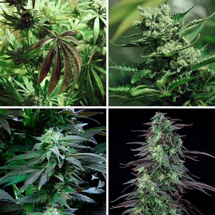 Skunk XL cannabis strain, a high-yielding indoor variety, recognized as a classic in the cannabis world. Bred from Skunk #1 and Afghan for substantial yields and potency.