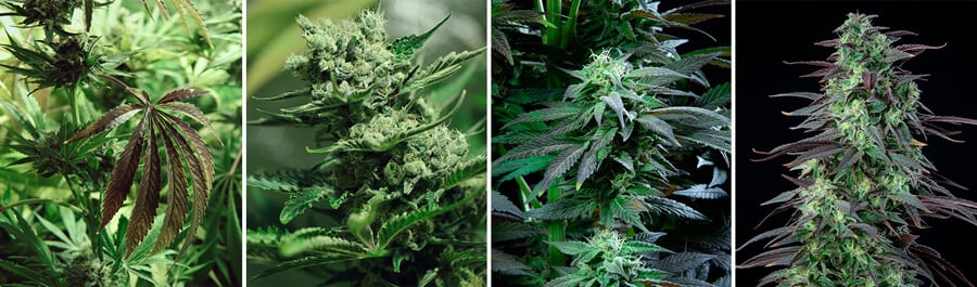 Skunk XL cannabis strain, a high-yielding indoor variety, recognized as a classic in the cannabis world. Bred from Skunk #1 and Afghan for substantial yields and potency.