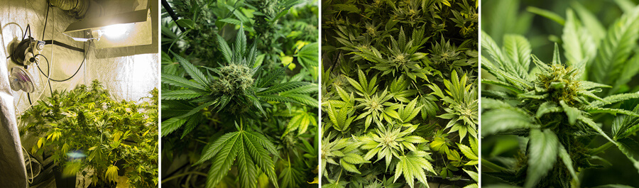 Series of photos highlighting the unique features of an indoor-grown Somango XL cannabis plant, showcasing its broad leaves and frosty buds, emphasizing the strain's distinctive qualities.