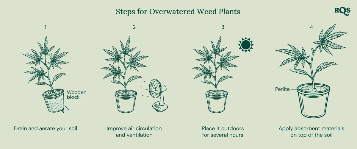 How to fix underwatered cannabis