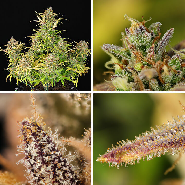 Close-up shots of dense, resinous buds on a mature Sweet ZZ Auto cannabis plant, covered in white pistils, showcasing the final result of this popular strain.