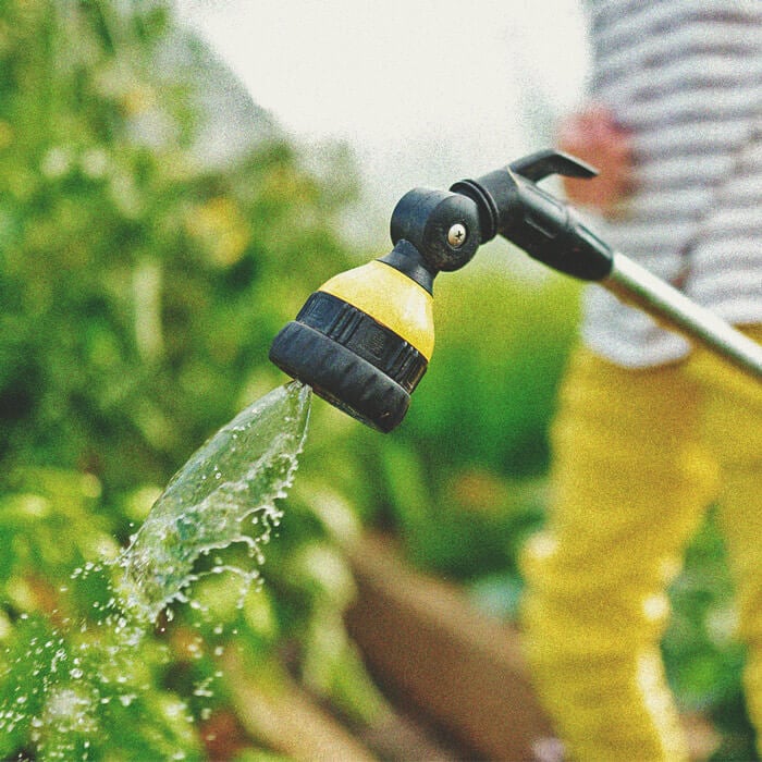 watering Cannabis plants