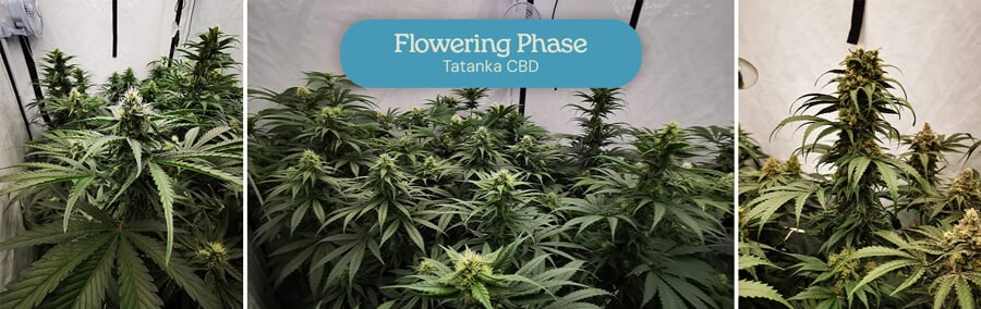 Collage of three images of Tatanka CBD plants in the flowering stage: developing buds, buds forming in a grow tent, and mature buds.