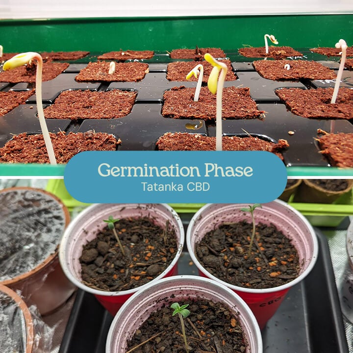 Two images of Tatanka CBD seed germination: one showing seeds sprouting in a growing medium, the other with sprouted seedlings in red Solo cups.