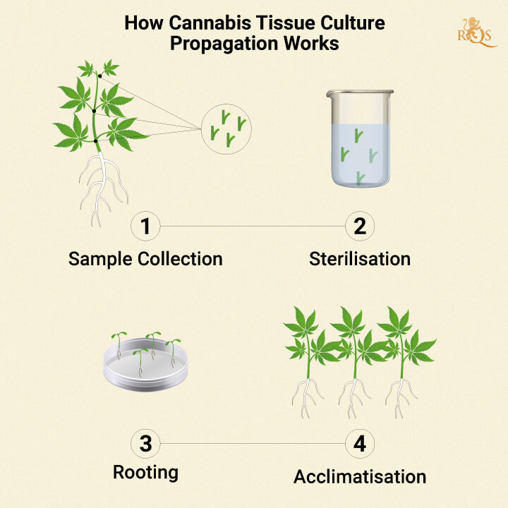 HOW CANNABIS TISSUE PROPAGATION WORKS