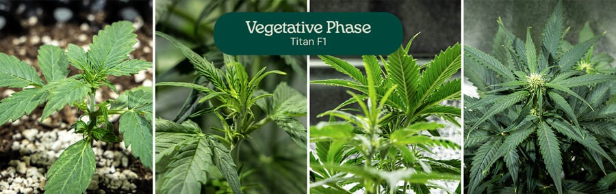 Collage of four images showing the Titan F1 cannabis strain in the vegetative phase, from seedling to young plant stages. The cannabis plant grows in soil-filled pots, with visible watering and healthy green leaves.