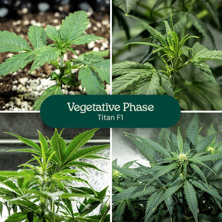 Collage of four images showing the Titan F1 cannabis strain in the vegetative phase, from seedling to young plant stages. The cannabis plant grows in soil-filled pots, with visible watering and healthy green leaves.