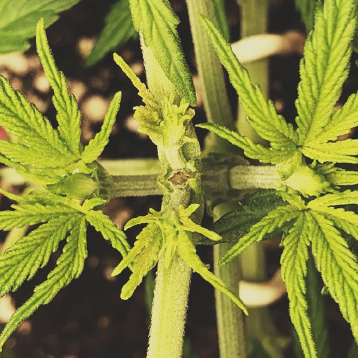 How And Why To ScrOG Your Cannabis Plants - RQS Blog