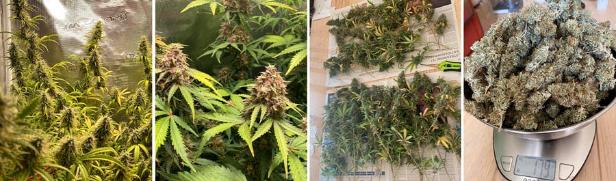 Trainwreck cannabis strain, one of the highest yielding strains indoors, showing growth stages from seedling to harvest.