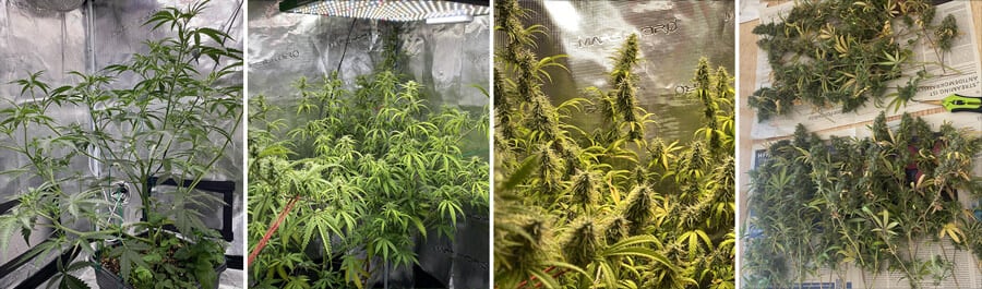 A Trainwreck cannabis plant at various growth stages, including seedlings, young plants, flowering plants with buds, and mature plants with dense buds.