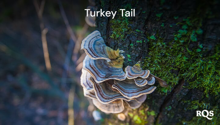 mycocannabinoids - turkey tail