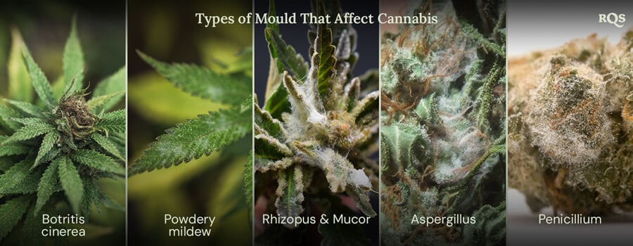 A collage of images showing different types of mold that can affect cannabis plants. The types of mold shown are Botrytis cinerea, powdery mildew, Rhizopus and Mucor, Aspergillus, and Penicillium.