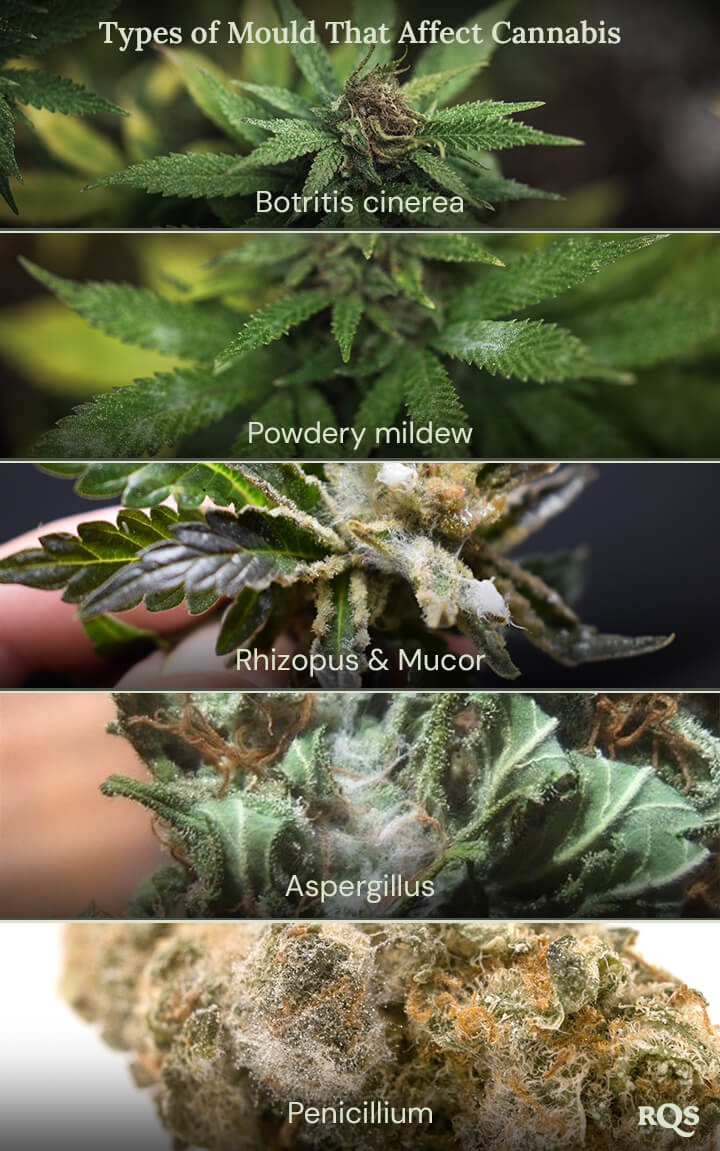 A collage of images showing different types of mold that can affect cannabis plants. The types of mold shown are Botrytis cinerea, powdery mildew, Rhizopus and Mucor, Aspergillus, and Penicillium.