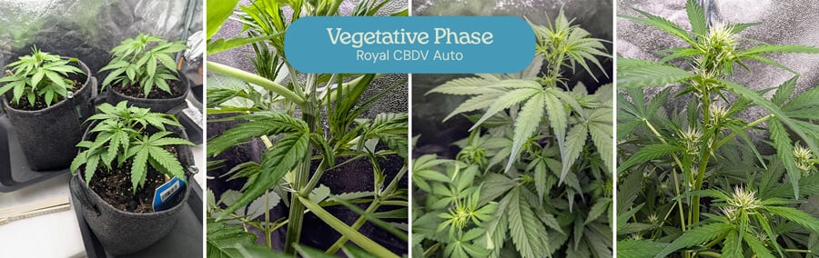 A collage showing the growth stages of a Royal CBDV Auto cannabis plant during the vegetative phase, from small seedlings to larger plants with developed branches and leaves.