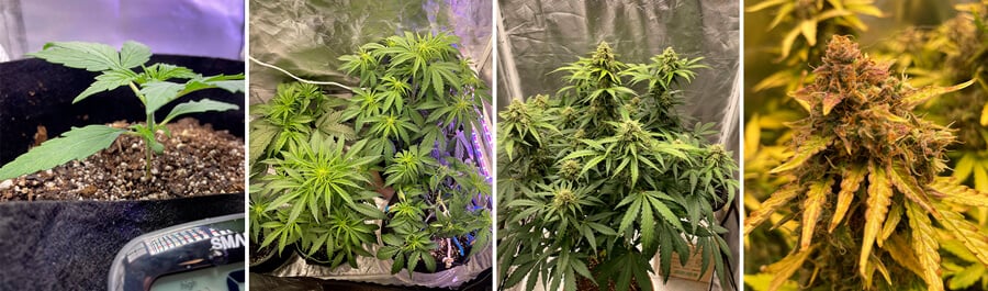 Cannabis plant growth stages: A photo showing a plant from seedling to mature bud