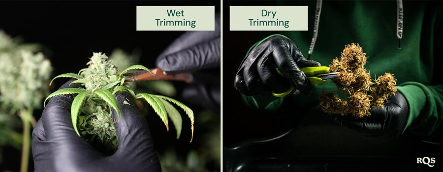 Wet vs dry cannabis trimming