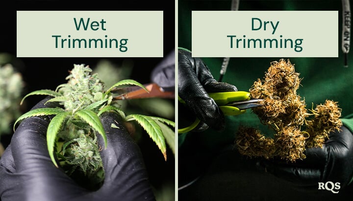 Wet vs dry cannabis trimming