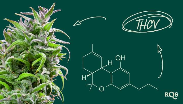 Image of a cannabis plant with the chemical formula of THCV on the right. The highlighted text reads 