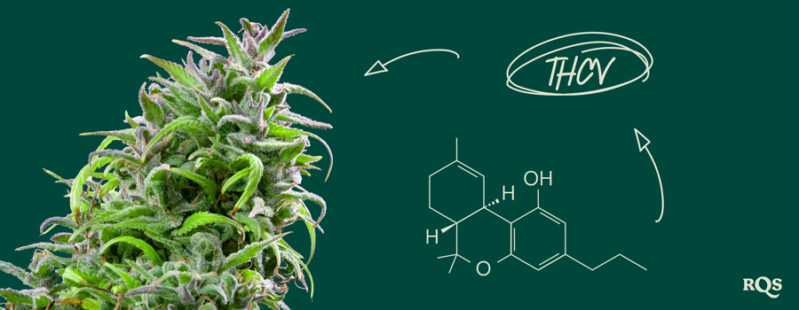 Image of a cannabis plant with the chemical formula of THCV on the right. The highlighted text reads 