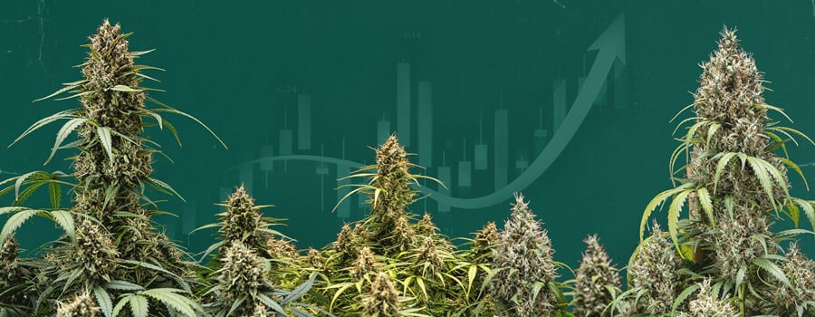 Cannabis stock market