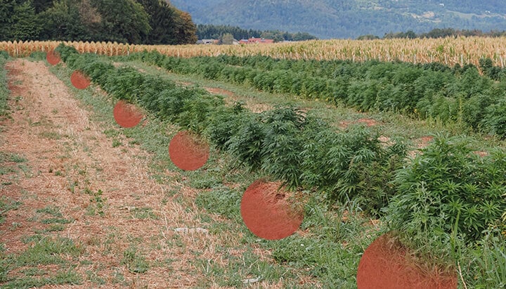 Rows of cannabis plants growing in an open field, with patches of bare soil visible between them. Hills and trees can be seen in the background.