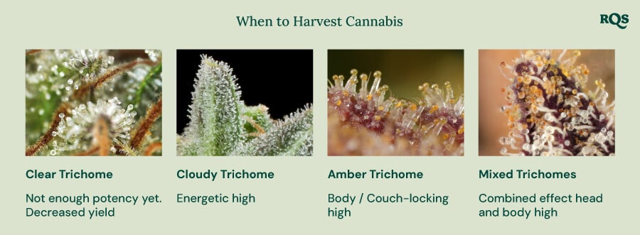 A visual guide to harvesting cannabis based on trichome color. It shows four stages: clear trichomes (not potent), cloudy trichomes (energetic high), amber trichomes (body/couch-locking high), and mixed trichomes (balanced head and body high).