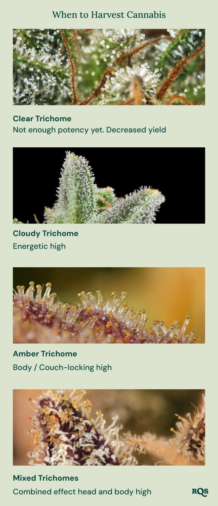 A visual guide to harvesting cannabis based on trichome color. It shows four stages: clear trichomes (not potent), cloudy trichomes (energetic high), amber trichomes (body/couch-locking high), and mixed trichomes (balanced head and body high).