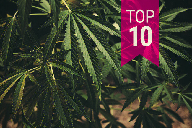 These Top 10 Classic Strains Are A Must For Cannabis Smokers RQS